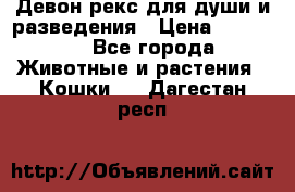 Девон рекс для души и разведения › Цена ­ 20 000 - Все города Животные и растения » Кошки   . Дагестан респ.